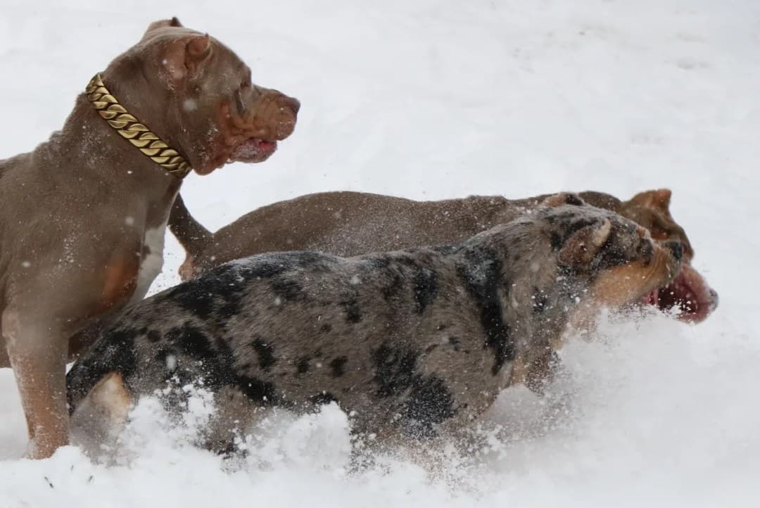 Loyal Lions kennel — XL American Bully