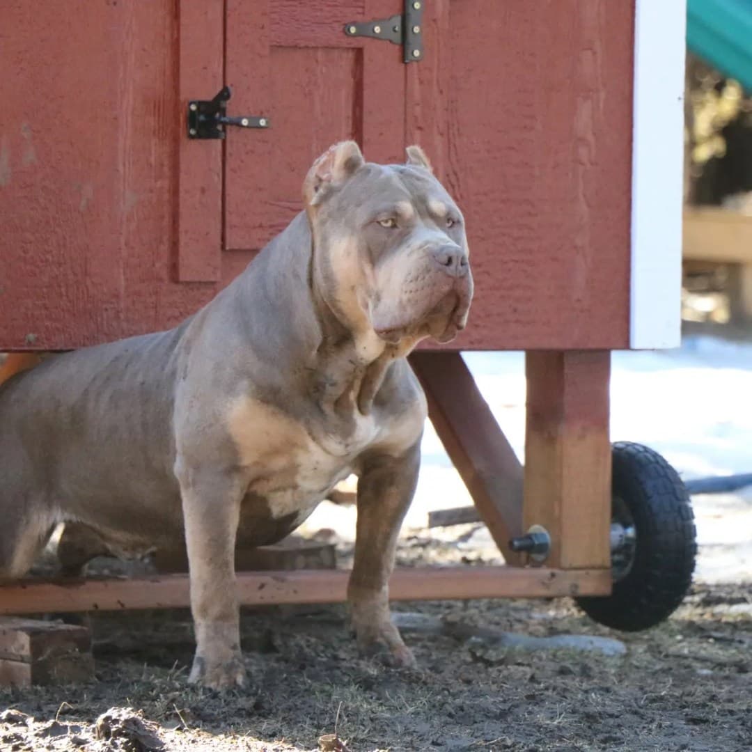 Loyal Lions XL American Bully