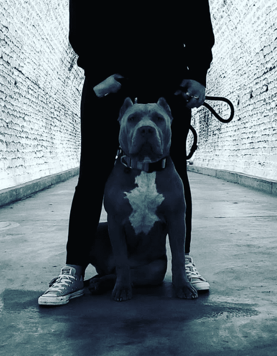 Queen Nova